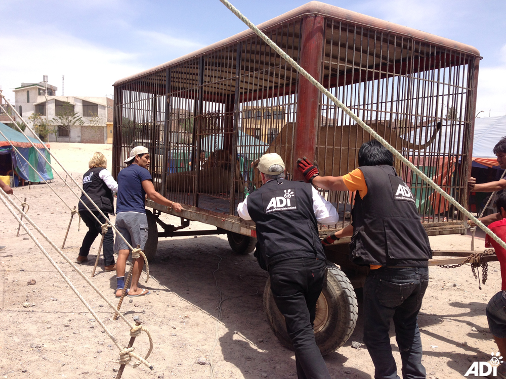 ADI Tim Jan move circus cage 1